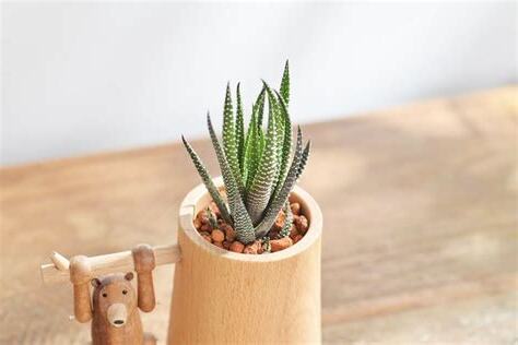 辦公室 多肉植物 風水